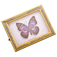 Панно с засушенными бабочками Vetta 506-012